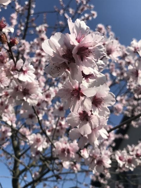 Ornamental Peach Tree (2020, Apr.02) - Prunus persica Davidii