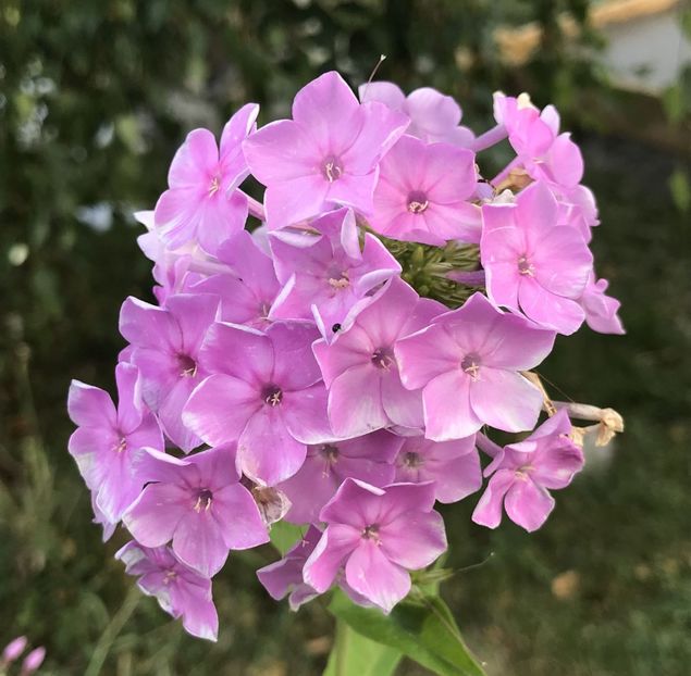 Phlox paniculata Pink (2020, July 13) - PHLOX Paniculata