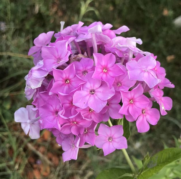 Phlox paniculata Pink (2020, July 13) - PHLOX Paniculata