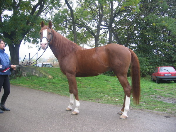 S-Mersush-Picture 243 - My horses - Shagia