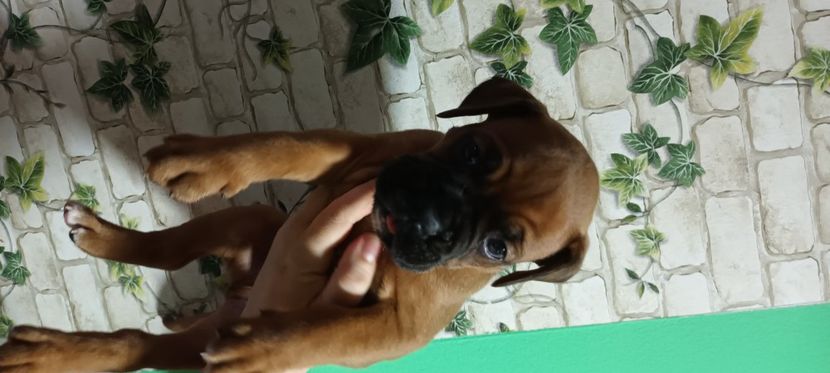  - Pui Boxer german