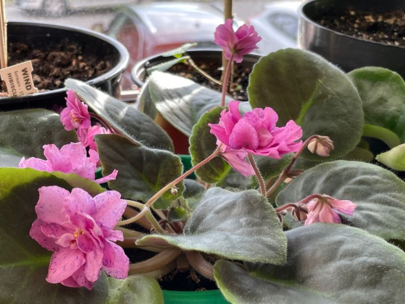  - 001 Violete 2023-2024