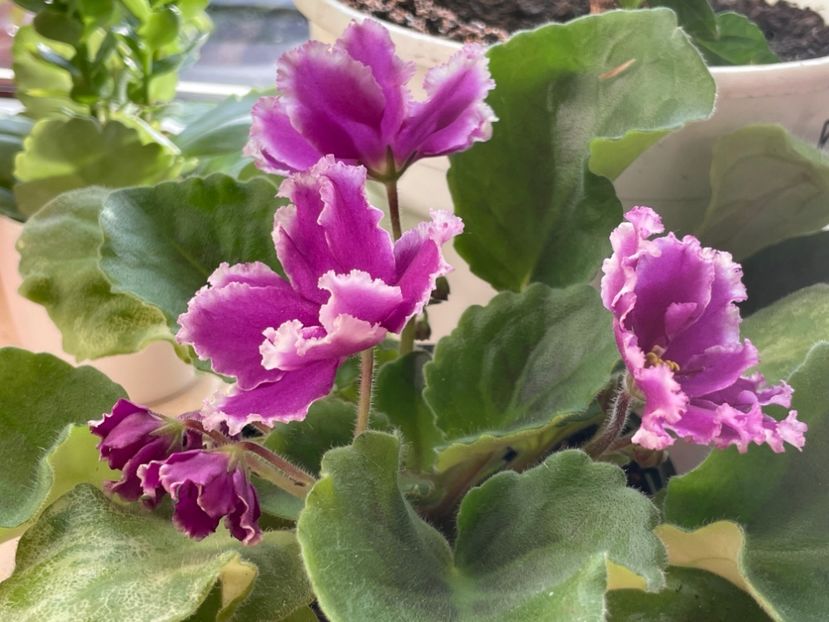  - 001 Violete 2023-2024