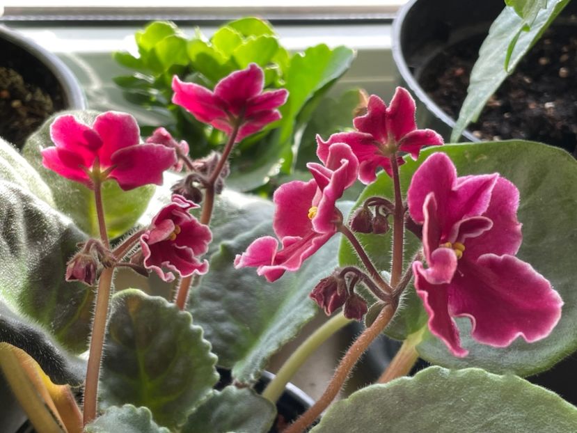  - 001 Violete 2023-2024