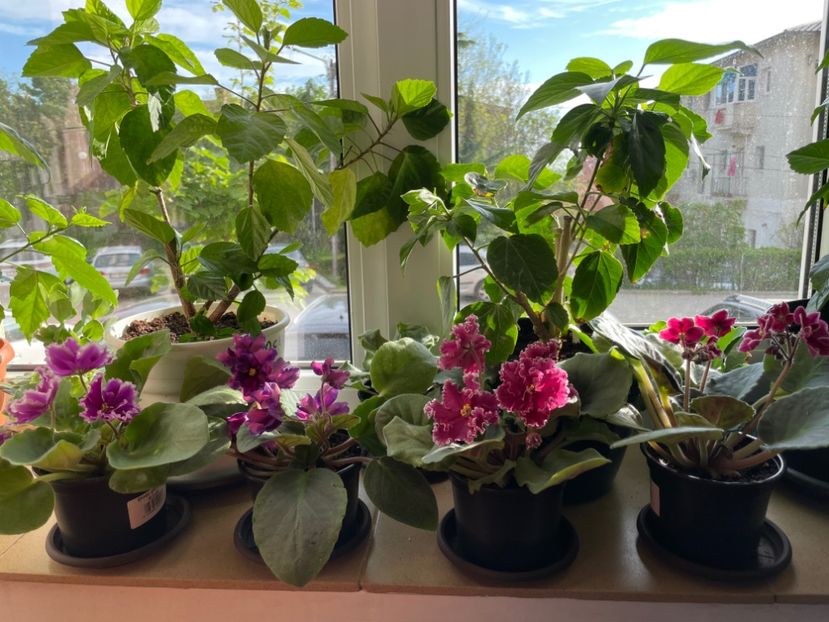  - 001 Violete 2023-2024