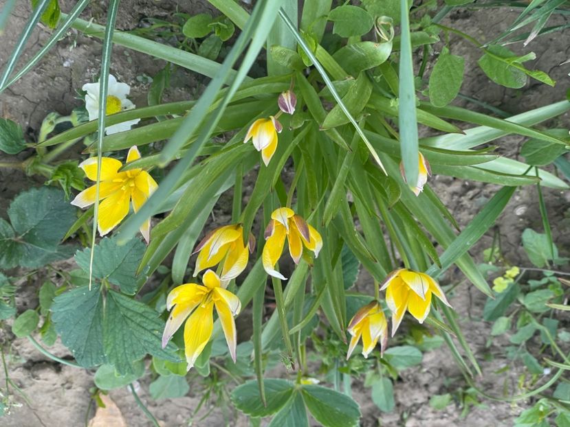  - 002 Grădina 2024 1