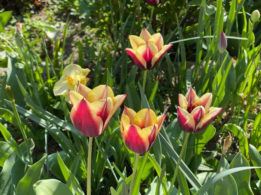  - 002 Grădina 2024 1