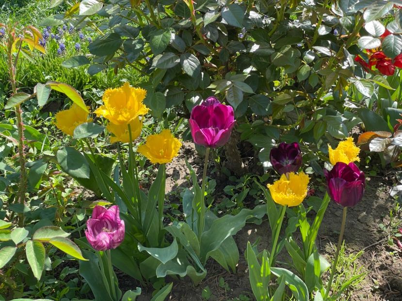  - 002 Grădina 2024 1