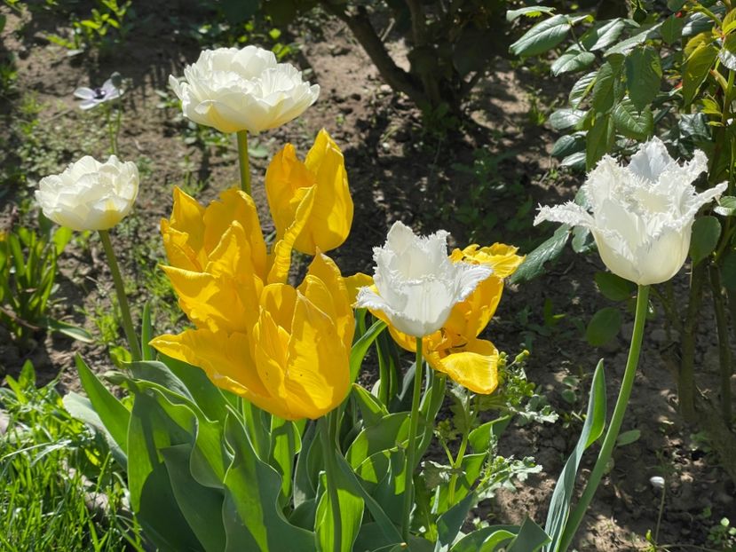  - 002 Grădina 2024 1