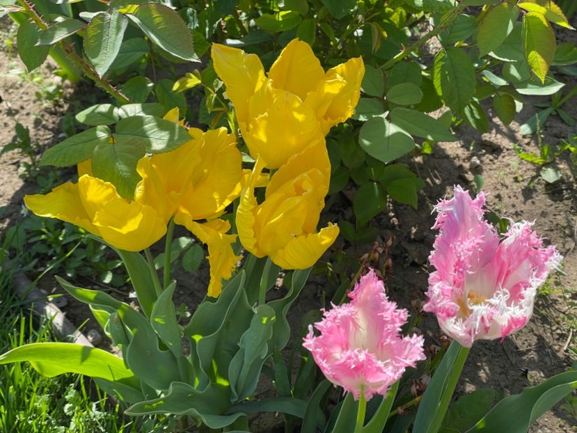  - 002 Grădina 2024 1