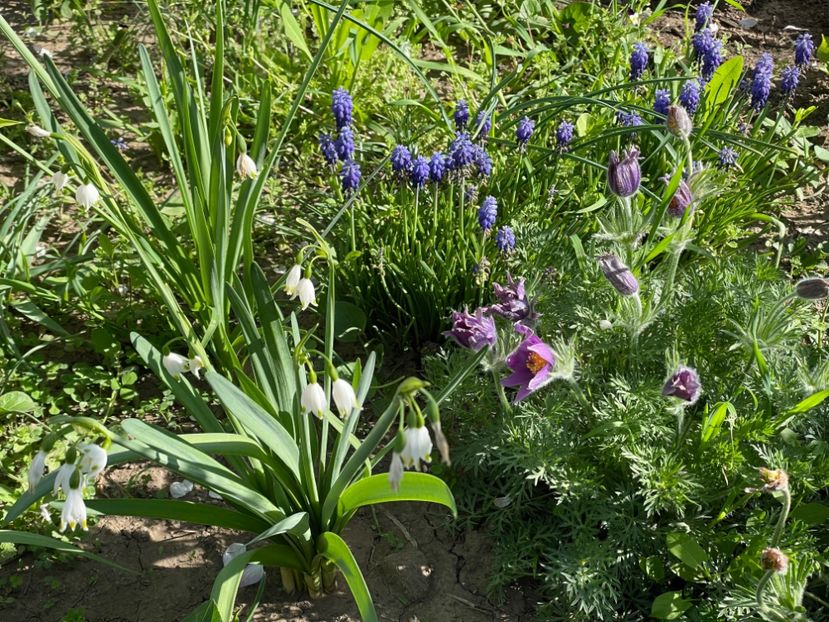  - 002 Grădina 2024 1