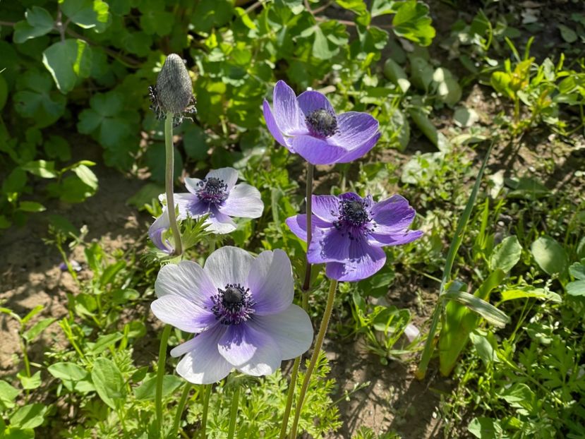  - 002 Grădina 2024 1