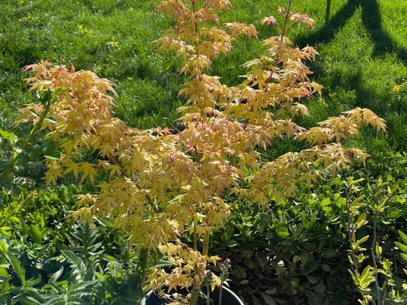  - 002 Grădina 2024 1