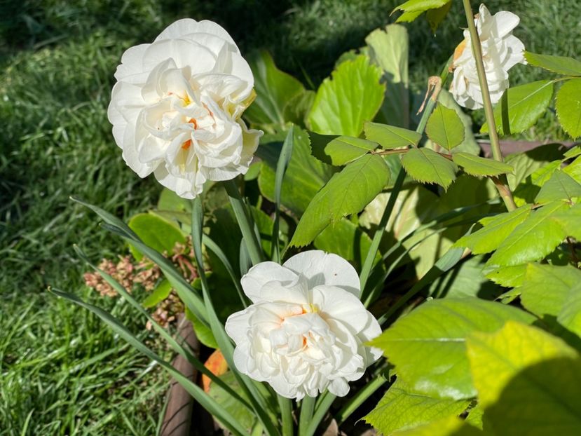  - 002 Grădina 2024 1