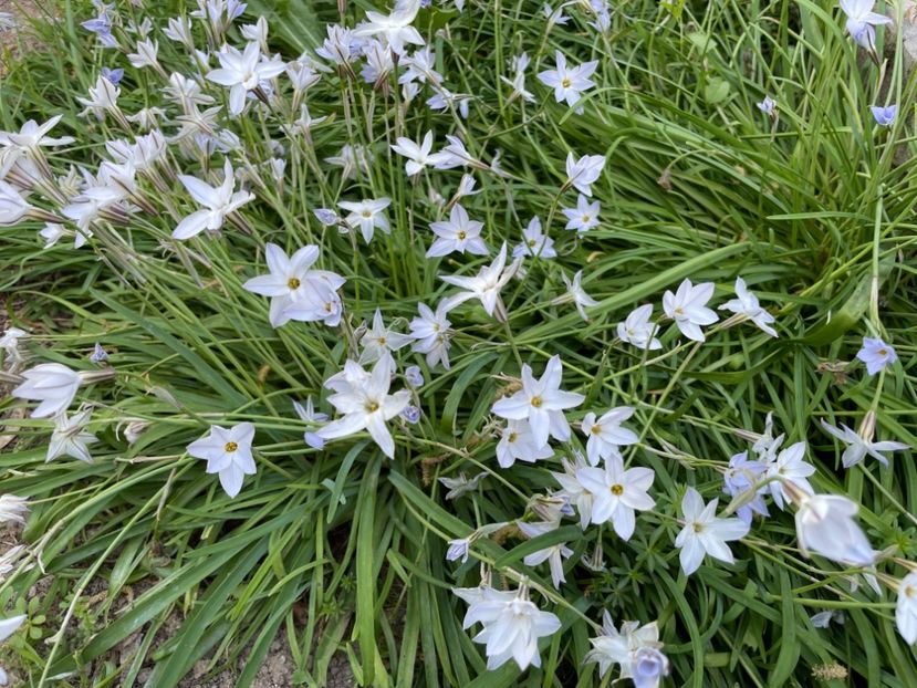  - 002 Grădina 2024 1