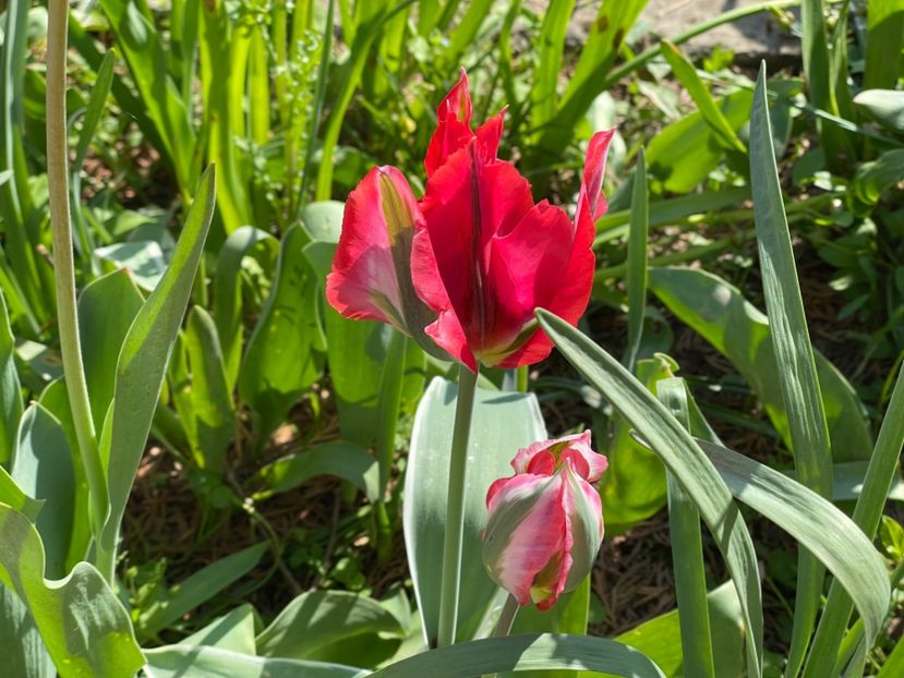  - 002 Grădina 2024 1