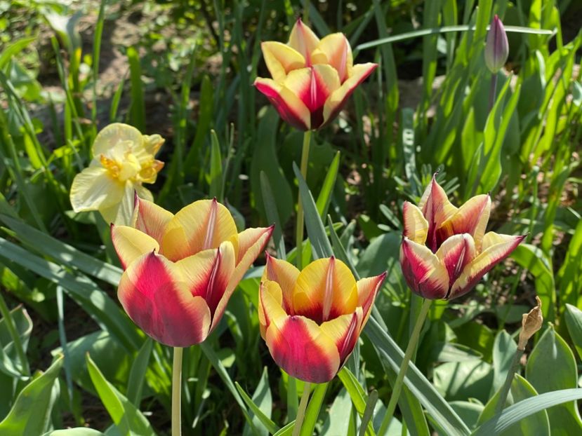  - 002 Grădina 2024 1