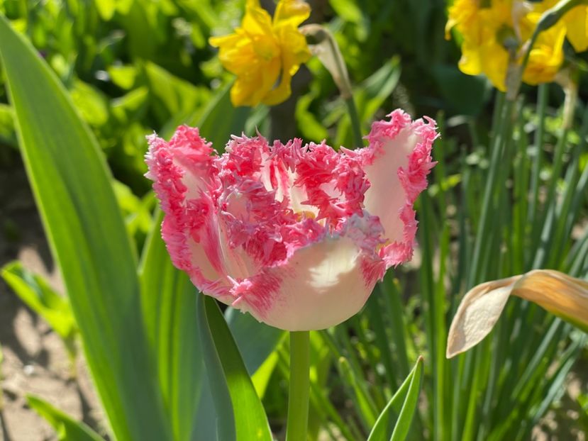  - 002 Grădina 2024 1