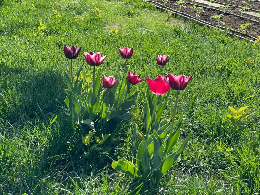  - 002 Grădina 2024 1