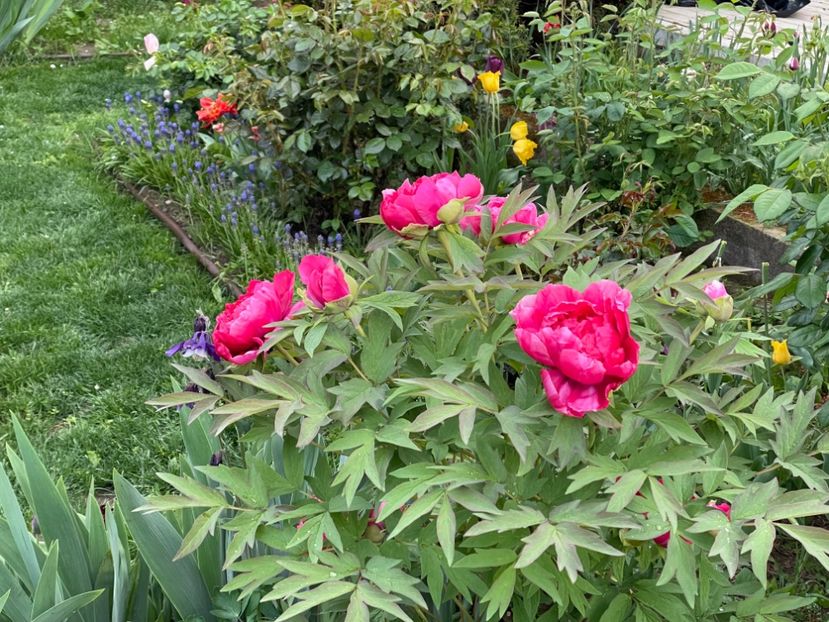  - 002 Grădina 2024 1