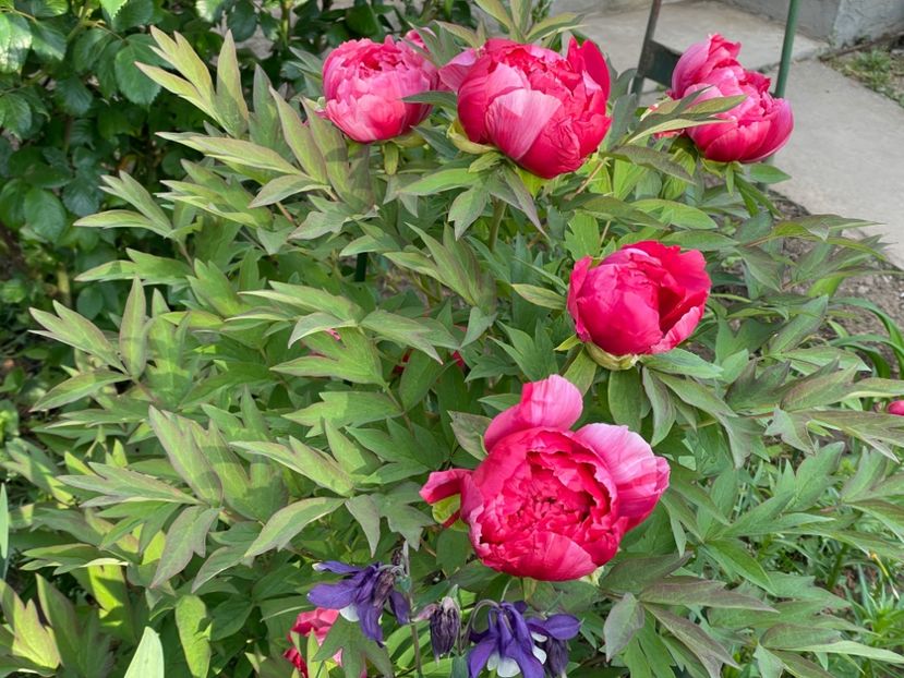  - 002 Grădina 2024 1