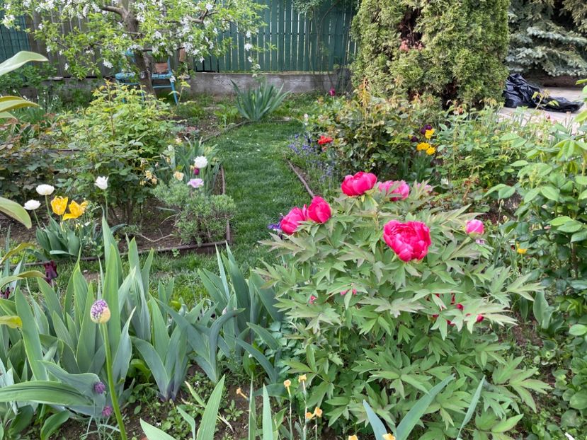  - 002 Grădina 2024 1