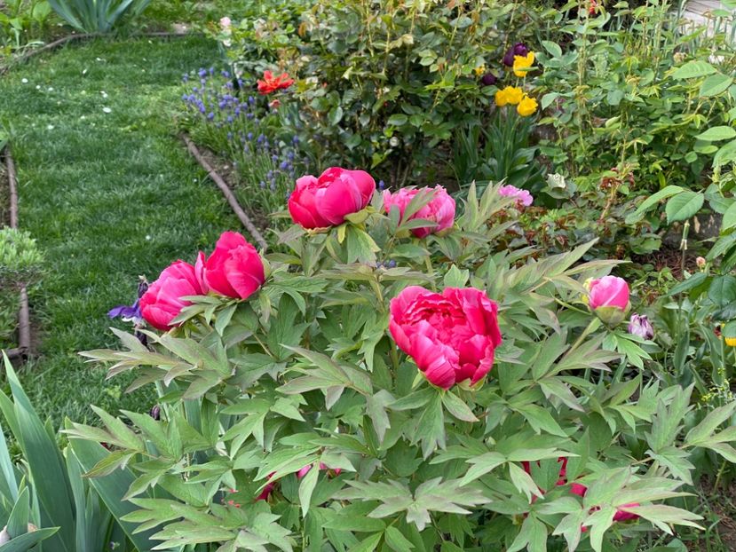  - 002 Grădina 2024 1