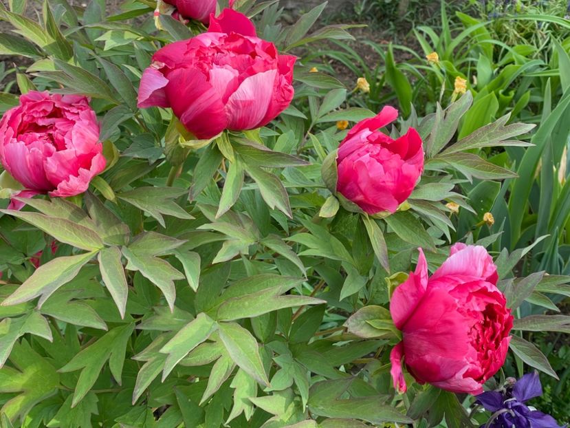  - 002 Grădina 2024 1