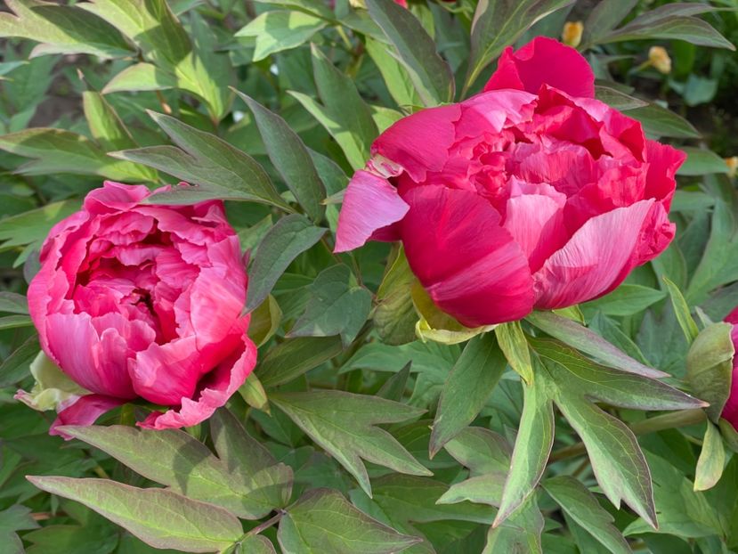  - 002 Grădina 2024 1