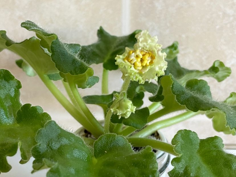  - 001 Violete 2023-2024