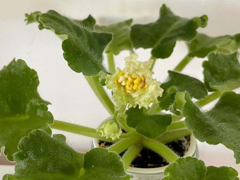  - 001 Violete 2023-2024