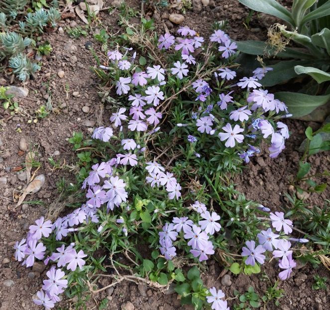  - 2024 - Grădinița de la bloc