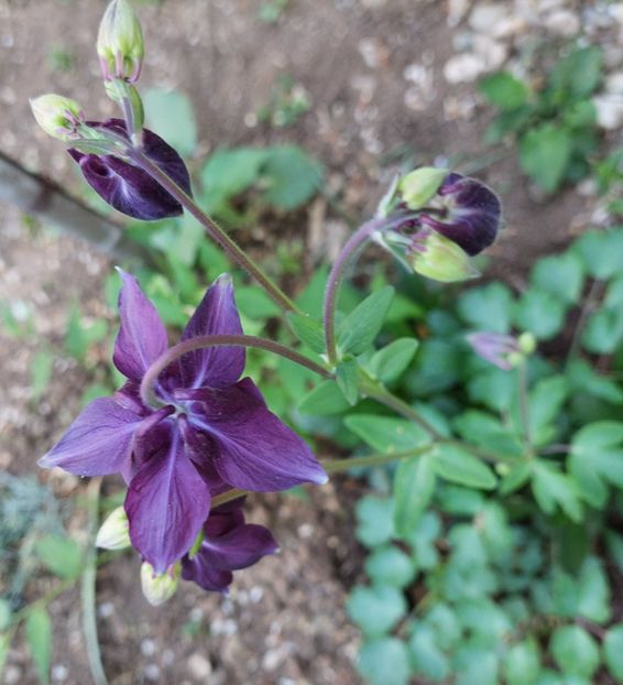 20240413_074545(1) - 2024 - Grădinița de la bloc