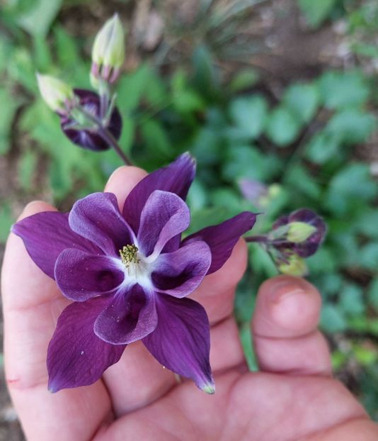  - 2024 - Grădinița de la bloc