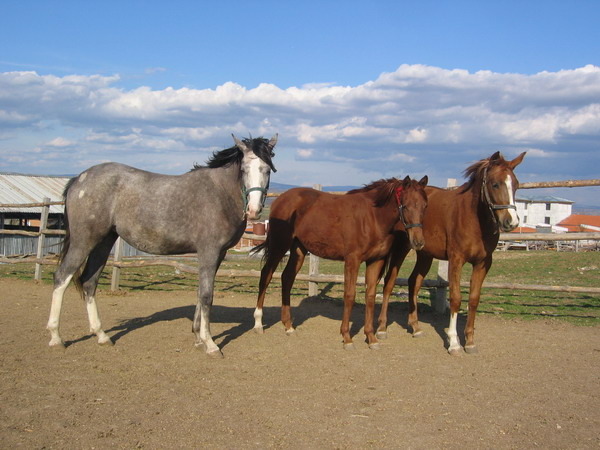 S- Picture 472 - My horses - Shagia