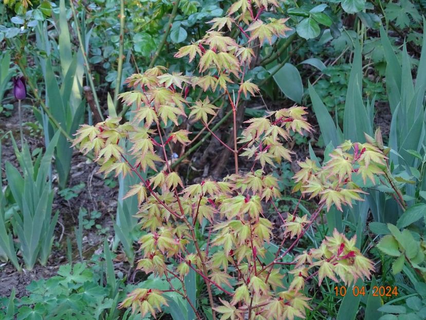  - Copacei si arbusti 2024