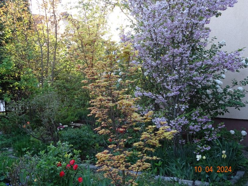  - Copacei si arbusti 2024