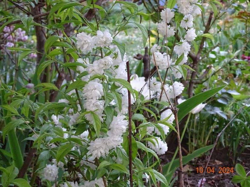  - Copacei si arbusti 2024