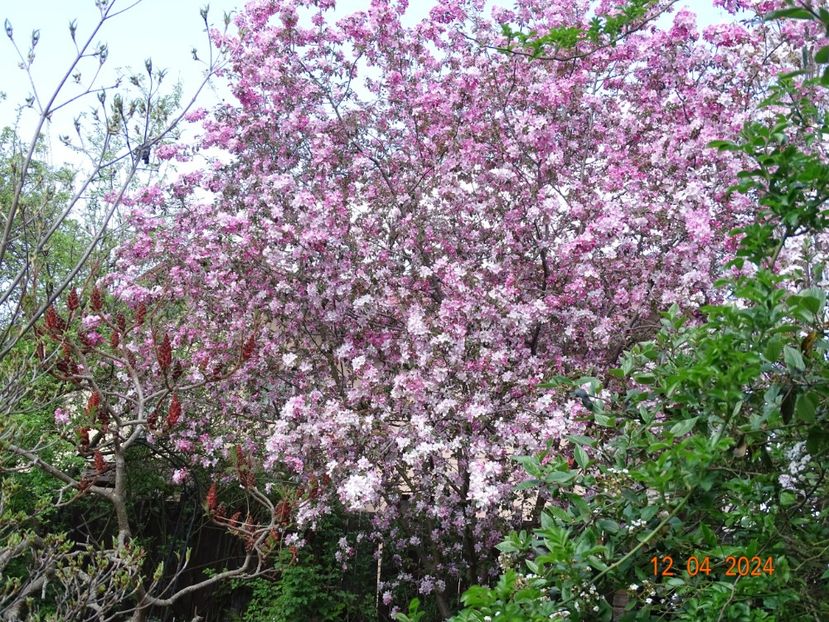  - Copacei si arbusti 2024