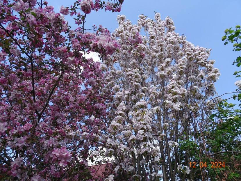  - Copacei si arbusti 2024