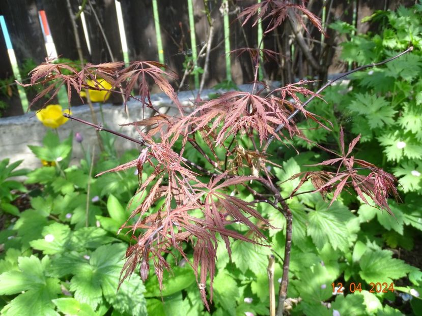  - Copacei si arbusti 2024