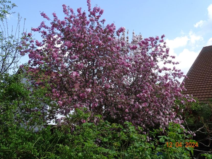  - Copacei si arbusti 2024