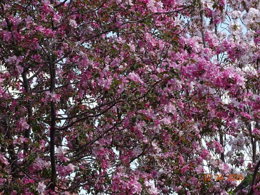  - Copacei si arbusti 2024