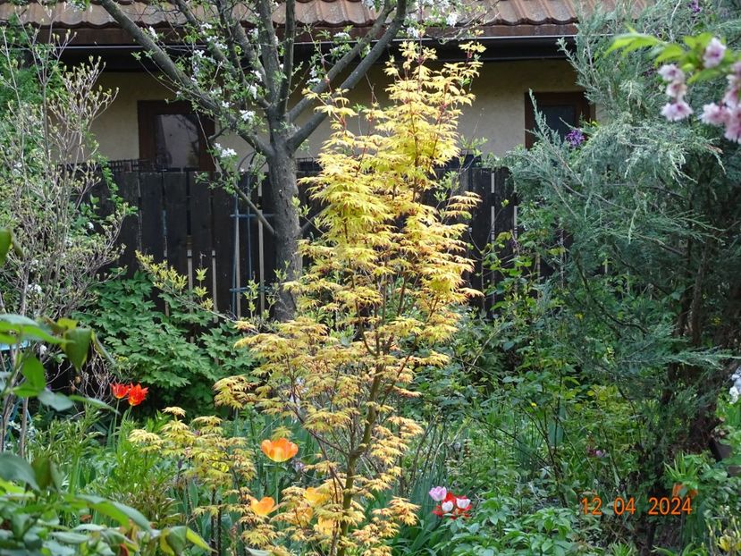  - Copacei si arbusti 2024