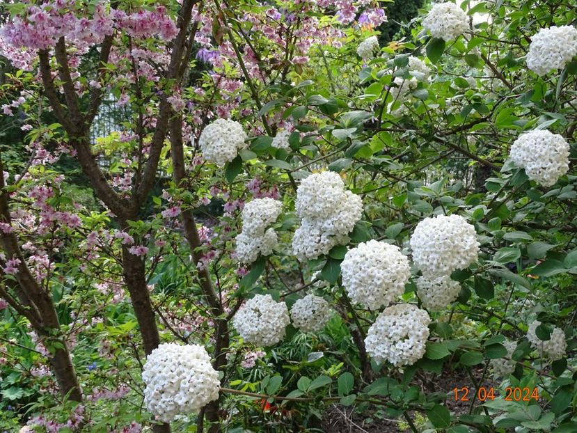  - Copacei si arbusti 2024