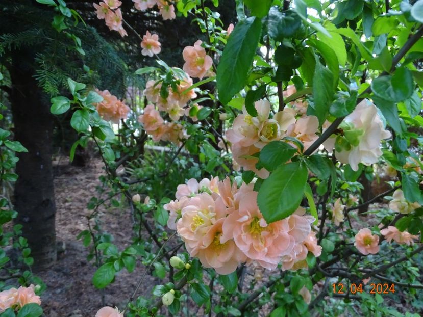  - Copacei si arbusti 2024