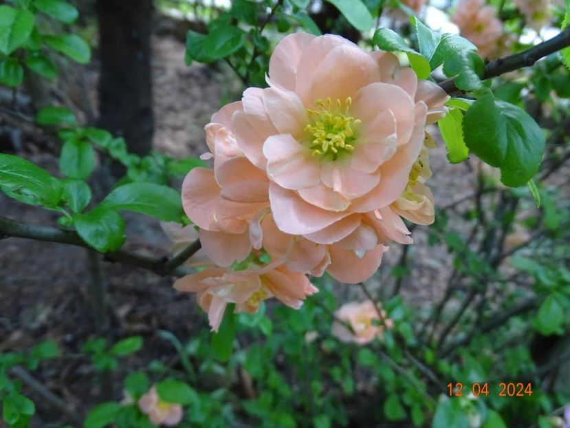  - Copacei si arbusti 2024