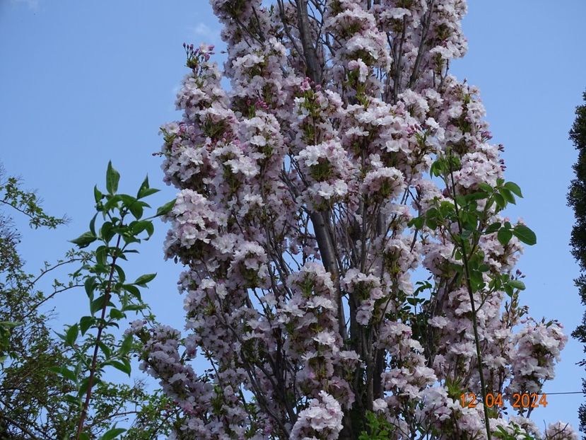  - Copacei si arbusti 2024