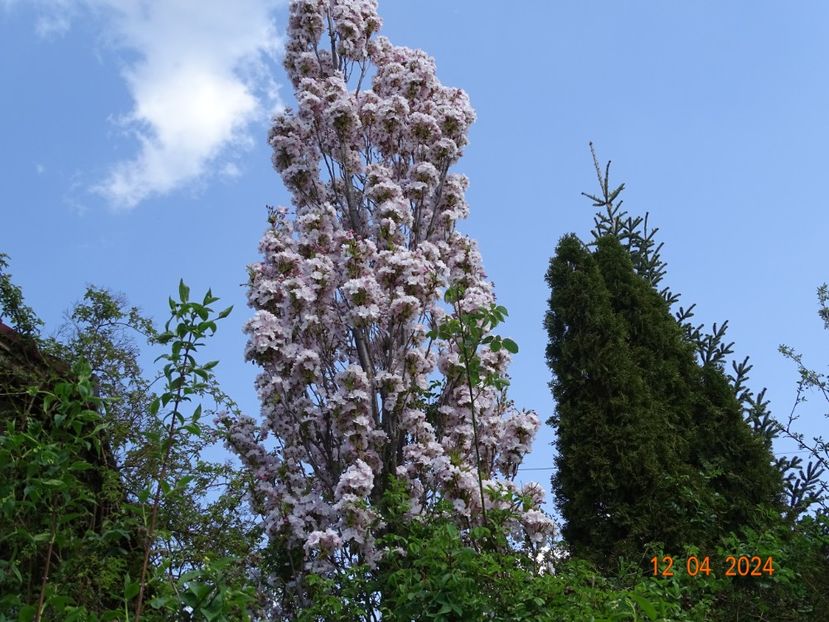  - Copacei si arbusti 2024