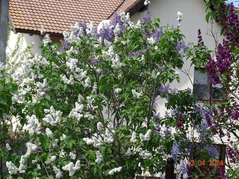  - Copacei si arbusti 2024